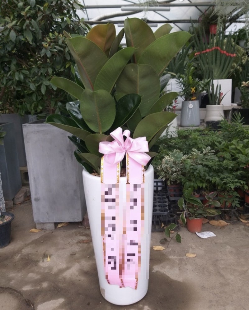 이용후기 )배칠수꽃배달 1588-3900