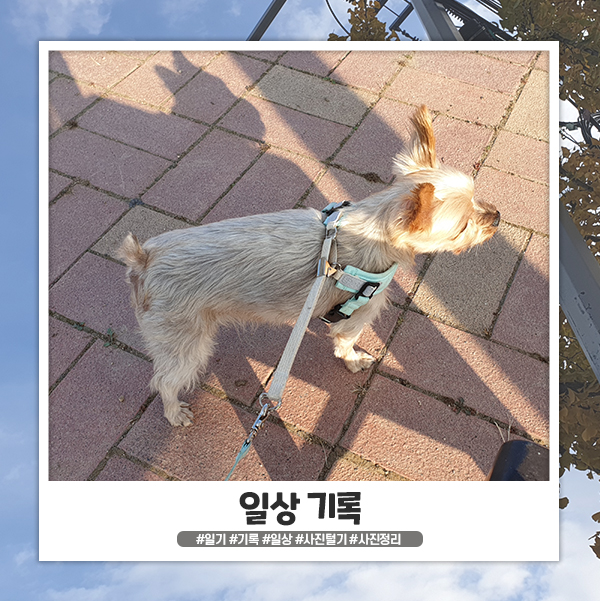 사진 털기, 일상 기록 사진 털기, 일상 기록
