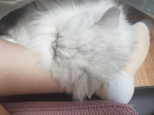 새끼 고양이 사료, 우유 먹일 때 주의해야 할 점