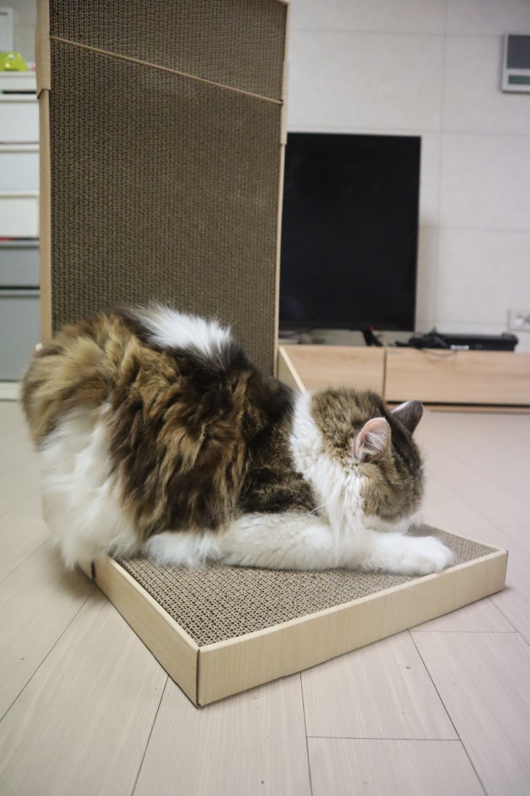  구두신은 고양이- 여러가지로 활용가능한 고양이스크래쳐평판형