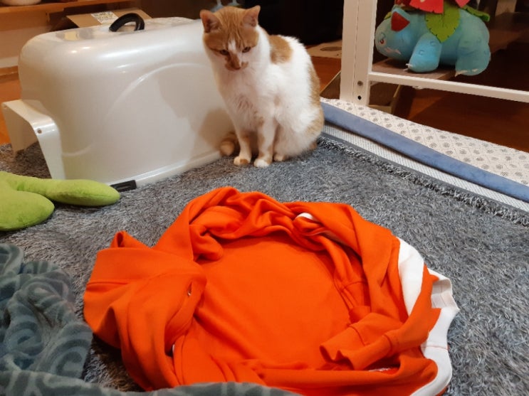 고양이 덫을 만들어 보았습니다 고양이 덫을 만들어 보았습니다