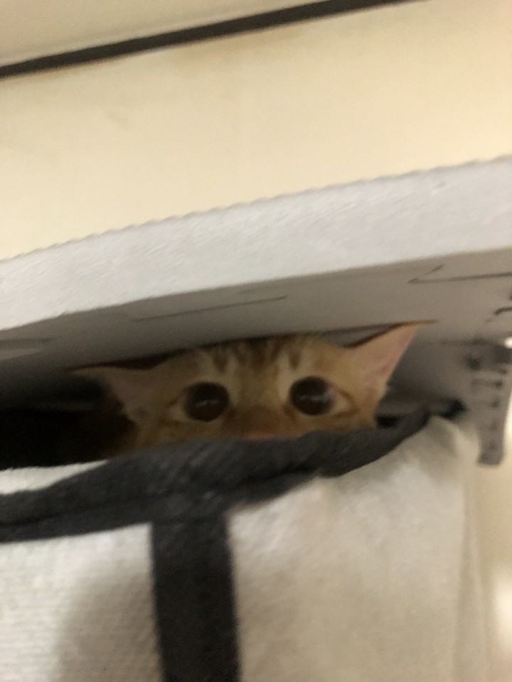  고양이 눈물 지우개 추천드려요