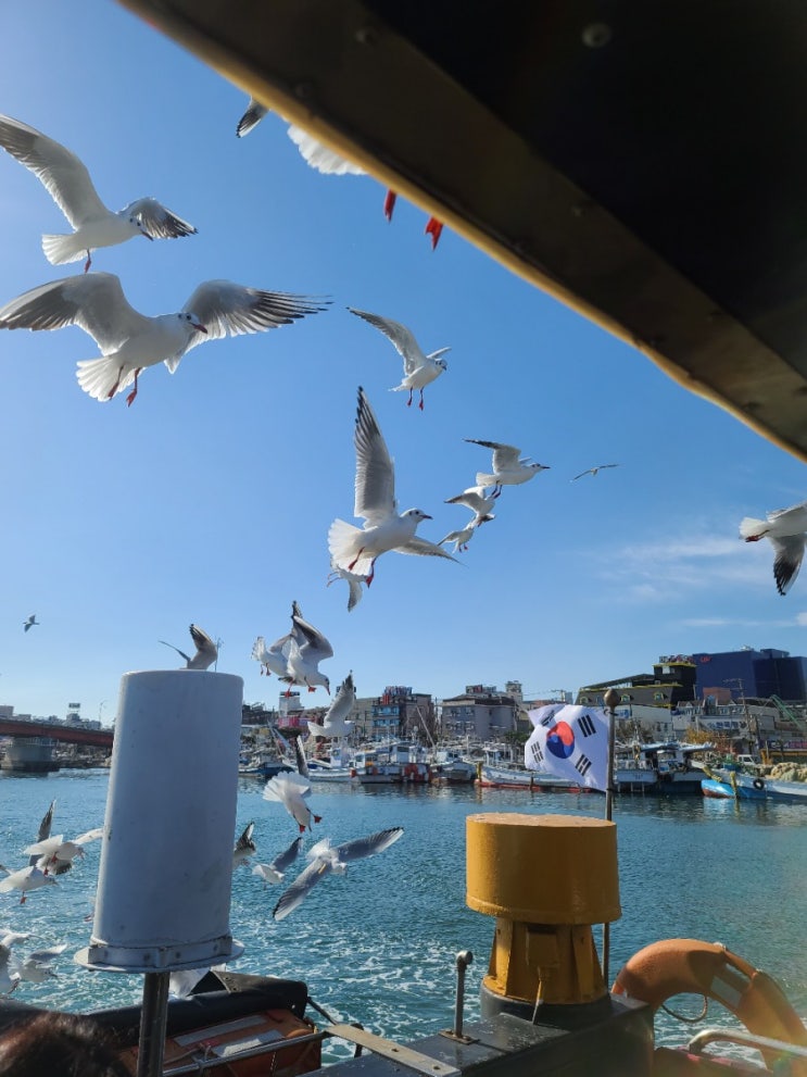  국내여행 포항여행 이색여행지 포항운하/갈매기가 가득한 포항크루즈