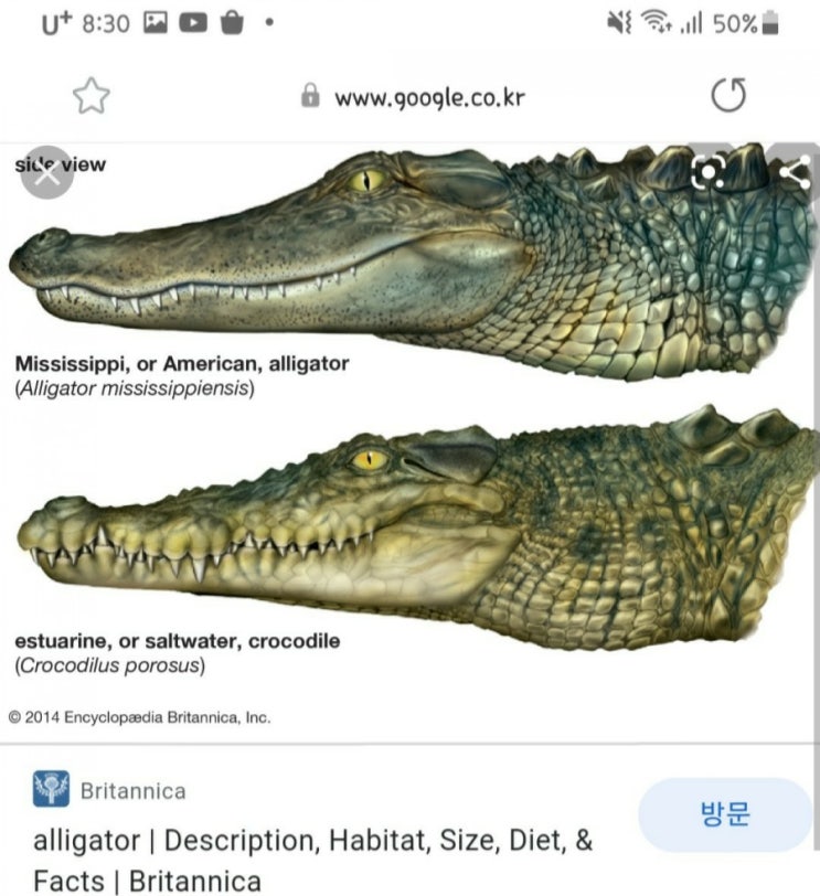 [궁금한것] alligator VS crocodile 차이점?