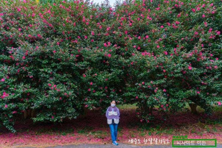  제주 동백 명소 11곳 [제주 한달살기 숙소 씨사이드 이든 추천]