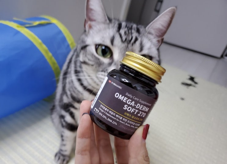 고양이 오메가3 피부영양제, 집사의 선택은 오메가-덤 소프트270 고양이 오메가3 피부영양제, 집사의 선택은 오메가-덤 소프트270