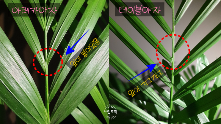  아레카야자와 테이블야자의 구분법