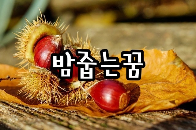 밤줍는꿈 알밤줍는 꿈 해몽 상황별 의미