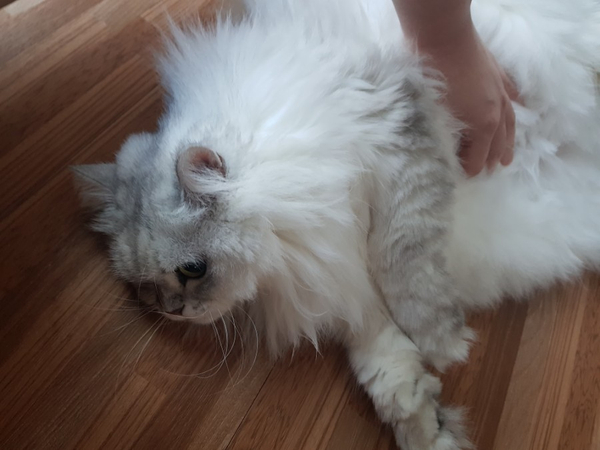  고양이 성격, 부족한 부분 채워주는 방법