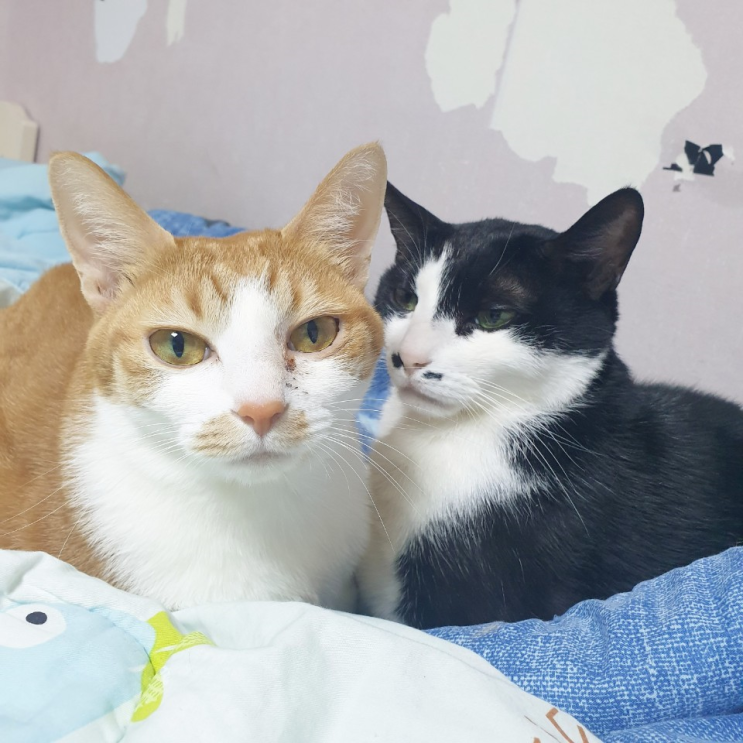  마이캣고양이이야기