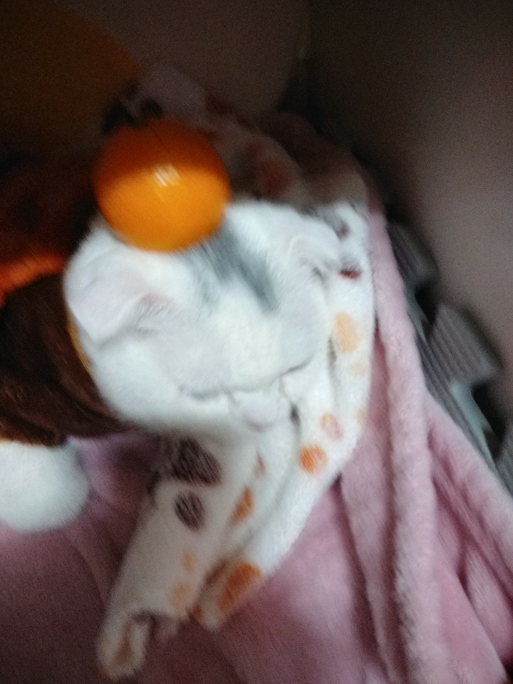  고양이 머리 위에 귤 올리기를 해보았다