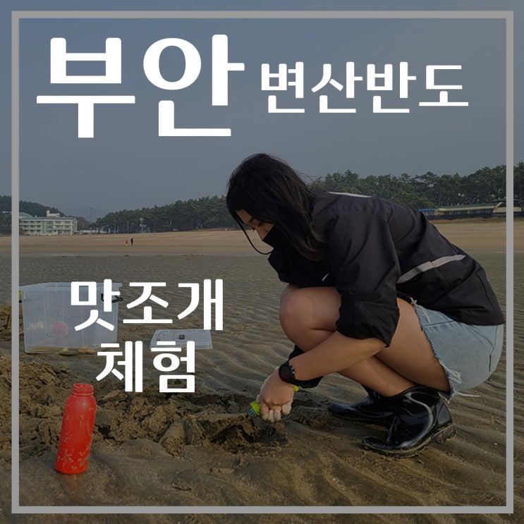  [부안여행] 부안 변산반도 1일차, 맛조개체험, 맛조개 잡는 방법, 물때, 부안맛집, 글로리즈 펜션, 명인바지락죽
