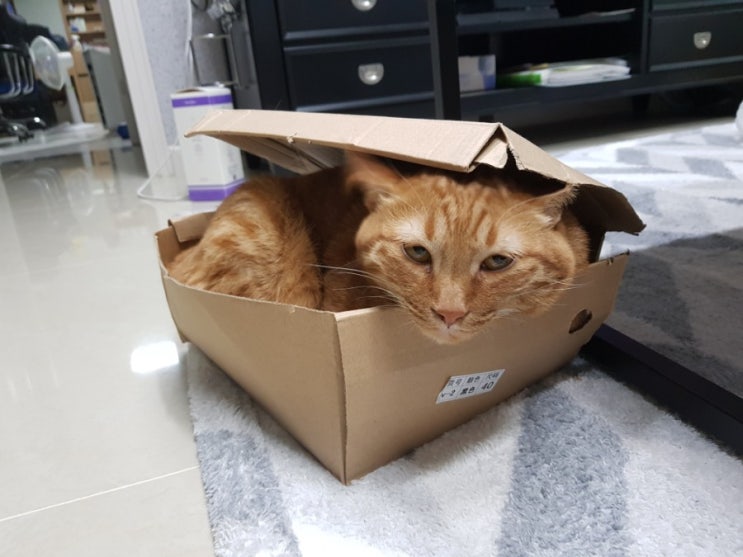  뽐비네[고양이와 아기]