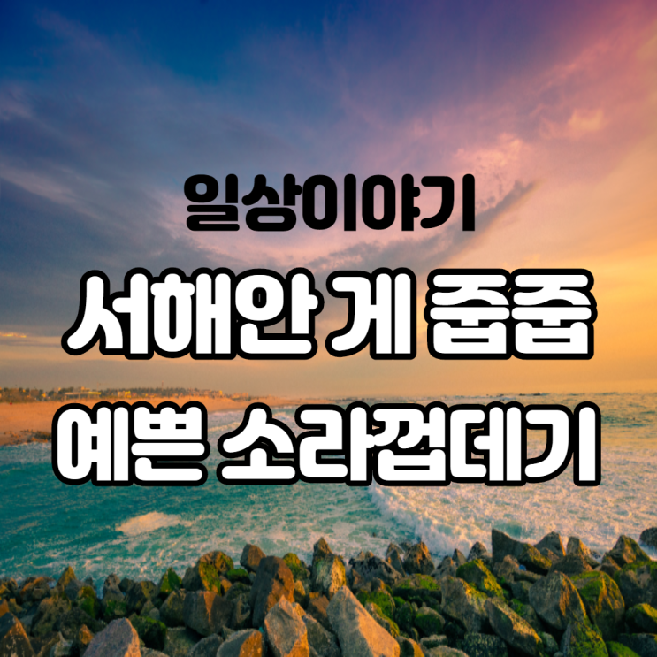 서해안 갯벌에서 게 잡고 예쁜 소라 껍데기 찾기 서해안 갯벌에서 게 잡고 예쁜 소라 껍데기 찾기