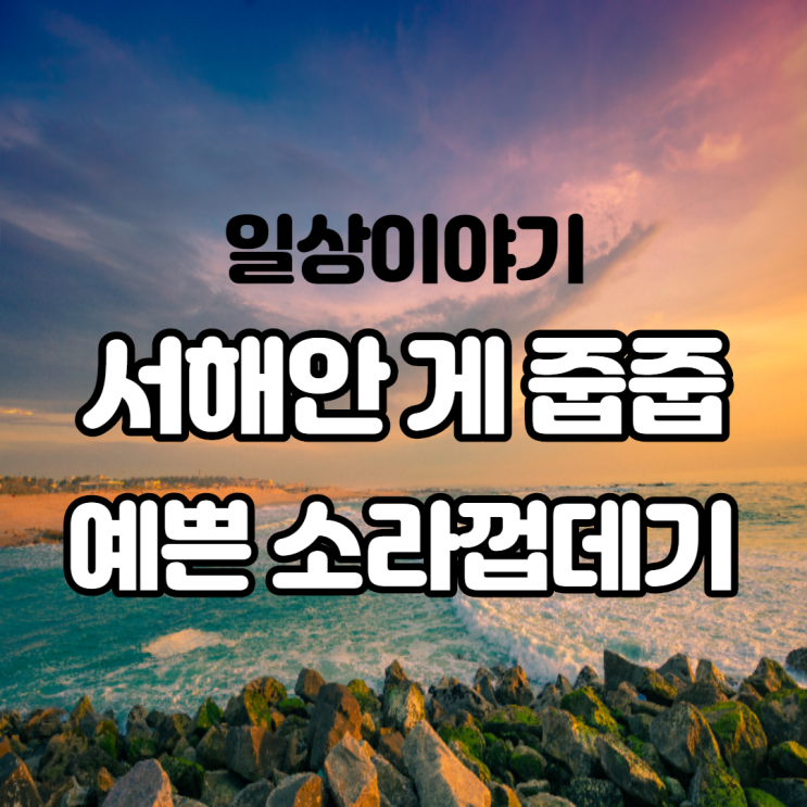 서해안 갯벌에서 게 잡고 예쁜 소라 껍데기 찾기