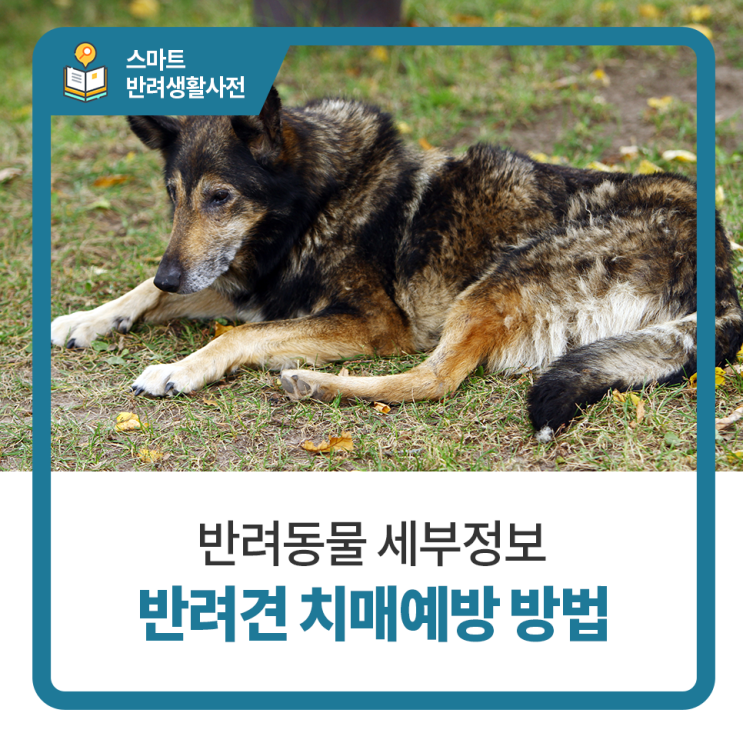  노령견, 나이든 강아지 치매 예방 방법