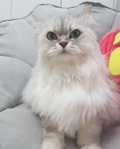  고양이 털갈이 시기와 관리
