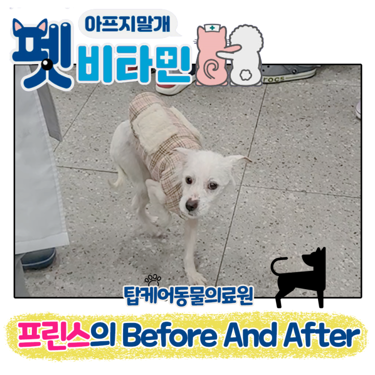  아프지말개 :: 펫비타민 동물병원, 펫뷸런스 7회 프린스의 Before And After