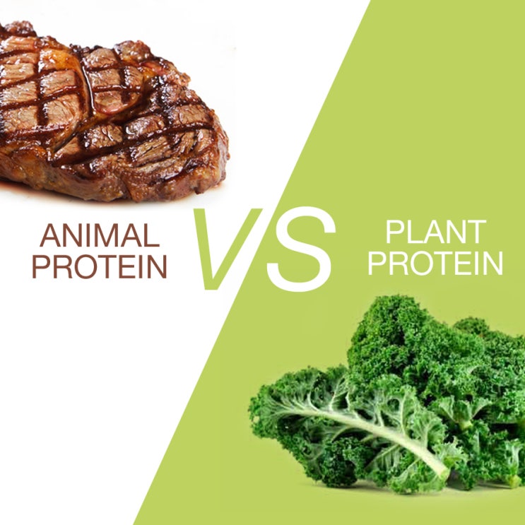 신장투석환자 음식, 신장이 망가지는 것을 예방하려면 식물성 단백질 vs 동물성 단백질 무엇이 좋을까?