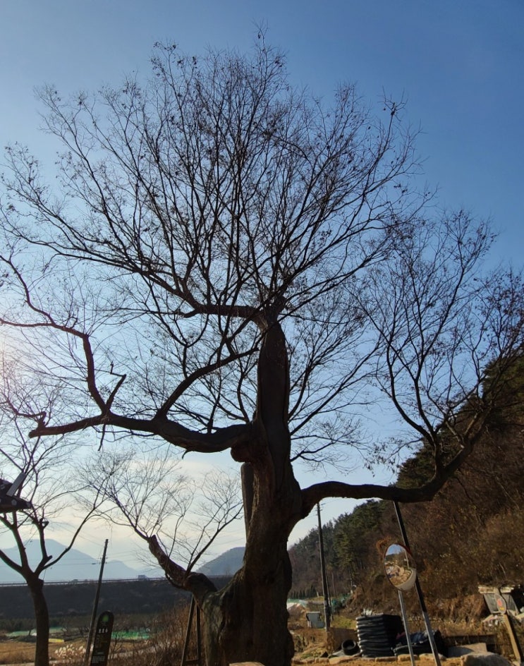  완주 여행, 구이면 두현리 느티나무(보호수, 지정번호: 9-6-6)