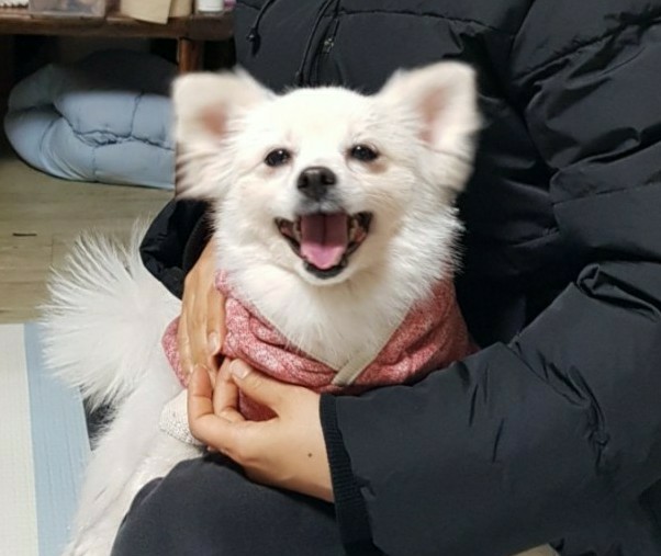 입양후기. 나날이 더 이뻐진 시고르자브종 두유가 입양 갔어요. 행복하개. 입양후기. 나날이 더 이뻐진 시고르자브종 두유가 입양 갔어요. 행복하개.
