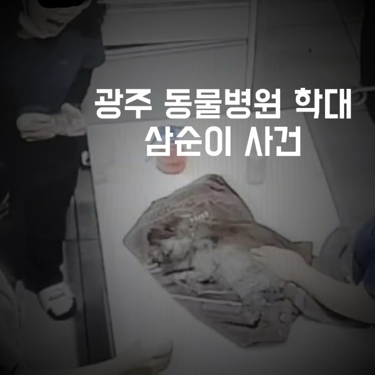  광주 동물병원 강아지 삼순이 무지개다리 건넌 사건