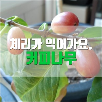 꽃봉오리 소식과 함께 커피나무 체리가 익어갑니다. 꽃봉오리 소식과 함께 커피나무 체리가 익어갑니다.