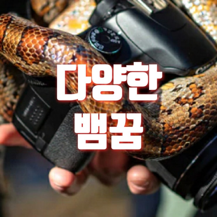  뱀꿈 뱀나오는 꿈 초록뱀꿈 좋은 꿈? 나쁜 꿈?