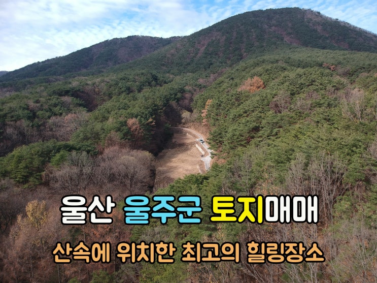  울주부동산(1-702) 해발250m 염소 닭키우며 자연인 토지 울산토지 울주땅 2,324m2 입니다