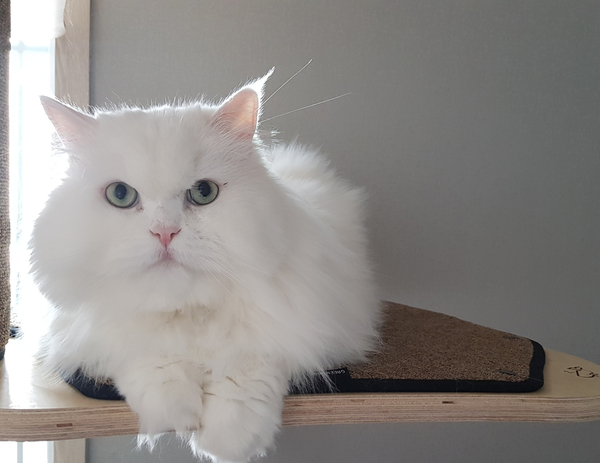  고양이 샤워, 목욕 망 정보