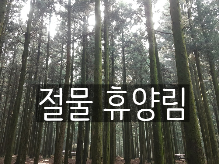  제주의 힐링숲 - 절물휴양림 - ②