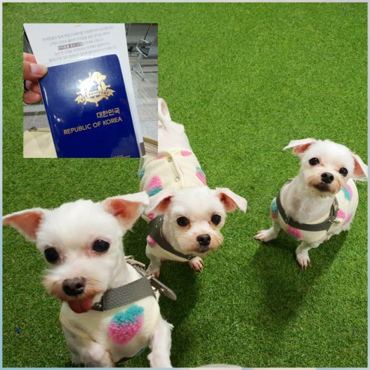  애견동반 제주도 배편,완도항 실버클라우드, 펫존 이용기, 펫여권 받았어요