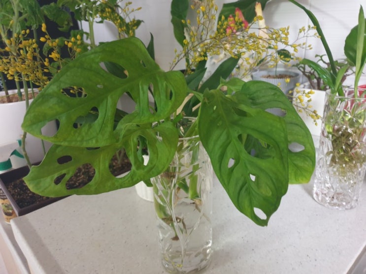 몬스테라 아단소니, 스파티필름(나눔) - 키우기 쉬운 열대식물 수경재배하기!