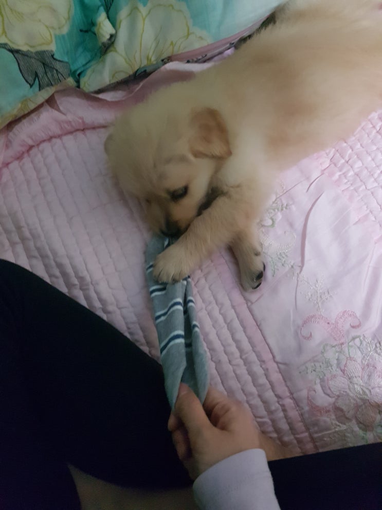  2017.01.03 49일 몽이
