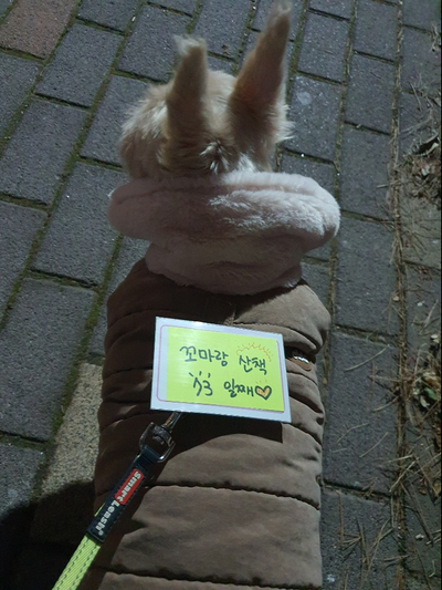  강아지 산책-73일째