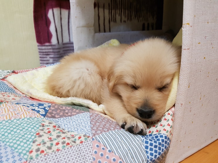  2017.01.02 48일 몽이
