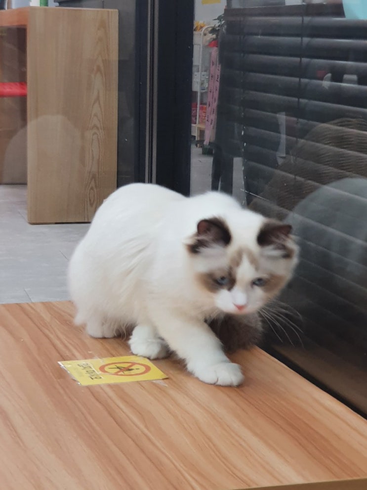  부산대 고양이 카페, 고양이랙돌카페