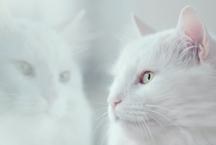  고양이 수명에 대해서