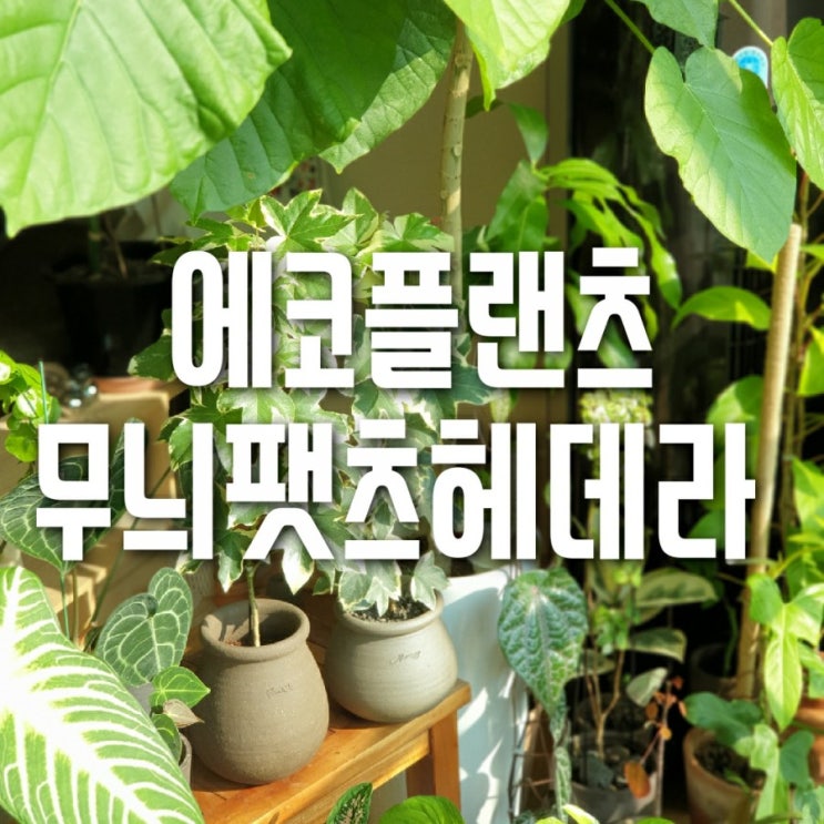  벤젠 제거식물 (에코플랜트) 무늬팻츠헤데라