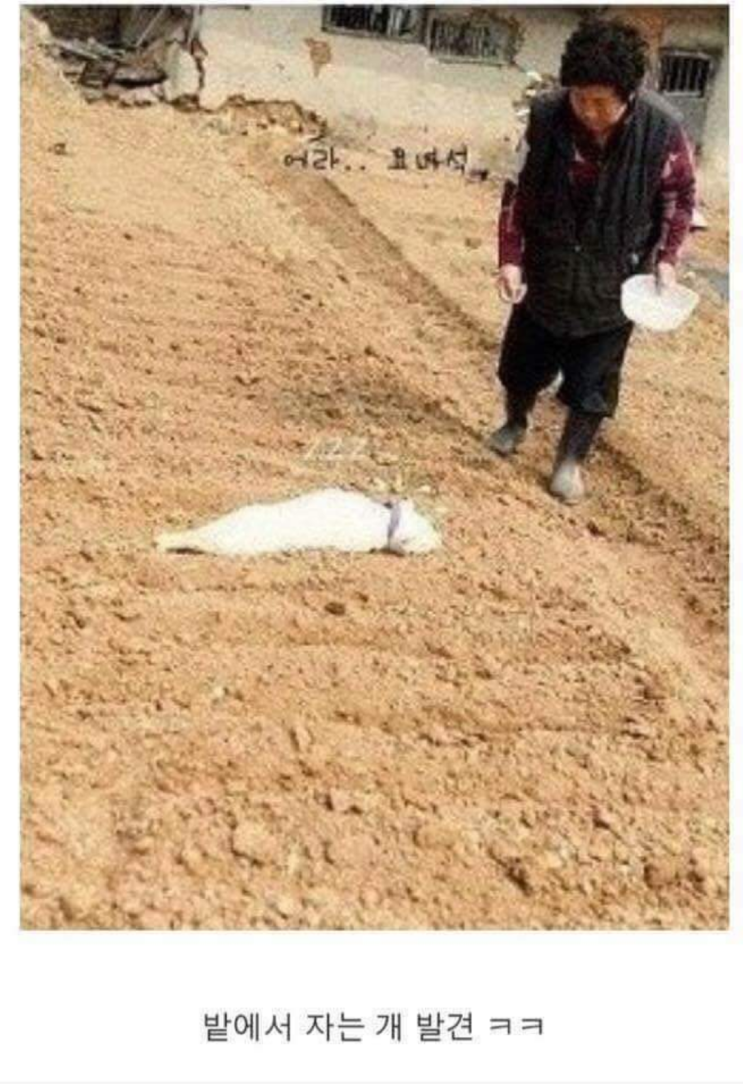  밭에 씨 뿌리시던 어머님