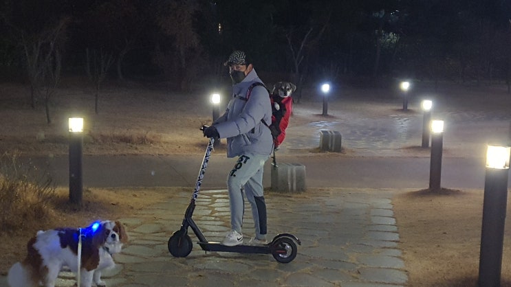  중형견 강아지와 전동킥보드 타기