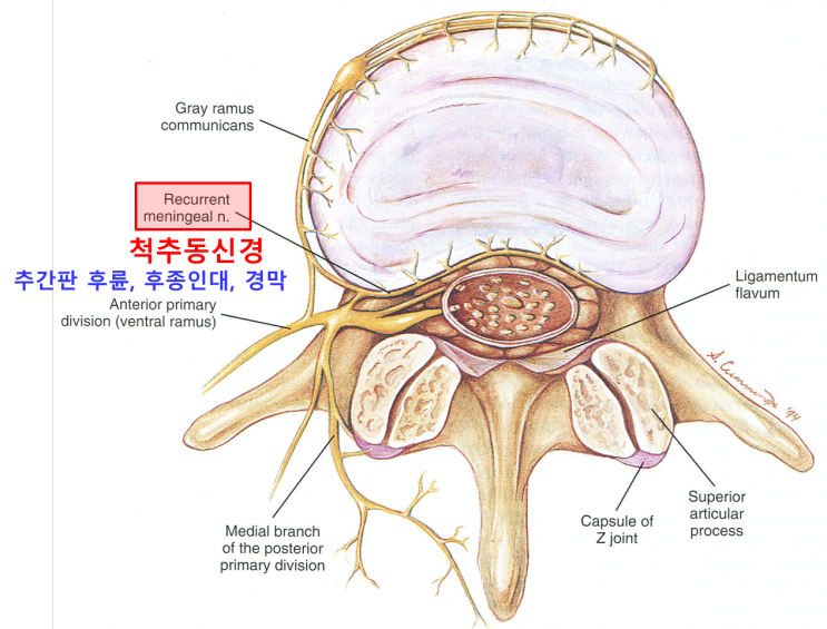 일산, 요통과 다리 저림, 허리 디스크, 요추부 추간판 탈출증 - 가로세로 한의원 일산점