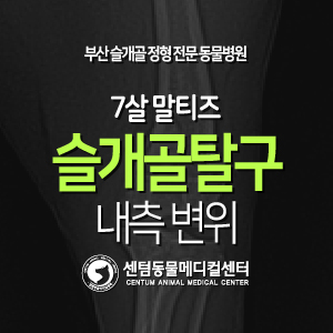  [케이스 소개] 7살 / 말티즈 / 슬개골 탈구 / 내측 변위 (부산 슬개골 잘하는 동물병원)