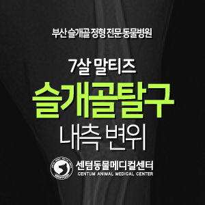 [케이스 소개] 7살 / 말티즈 / 슬개골 탈구 / 내측 변위 (부산 슬개골 잘하는 동물병원)