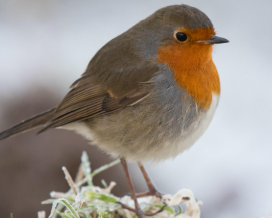  [OS] RR(Round-Robin)스케줄링