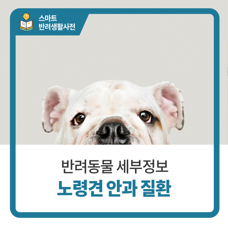  일산24시동물병원, 탑케어동물의료원과 노령견의 안과질환 알아보기
