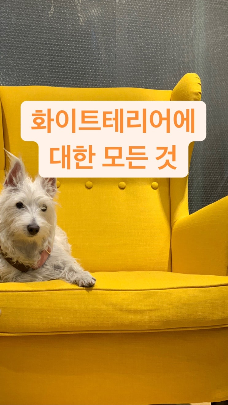  "화이트테리어 성격은 어떤가요?"  - feat 웨스트 하이랜드 화이트 테리어 , 털 안빠지는 강아지