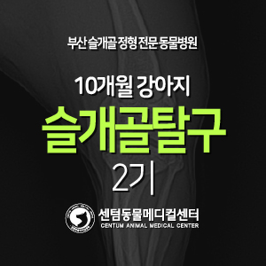  [케이스 소개] 10개월 / 강아지 / 슬개골 탈구 / 2기 (부산 수술 잘하는 동물병원)