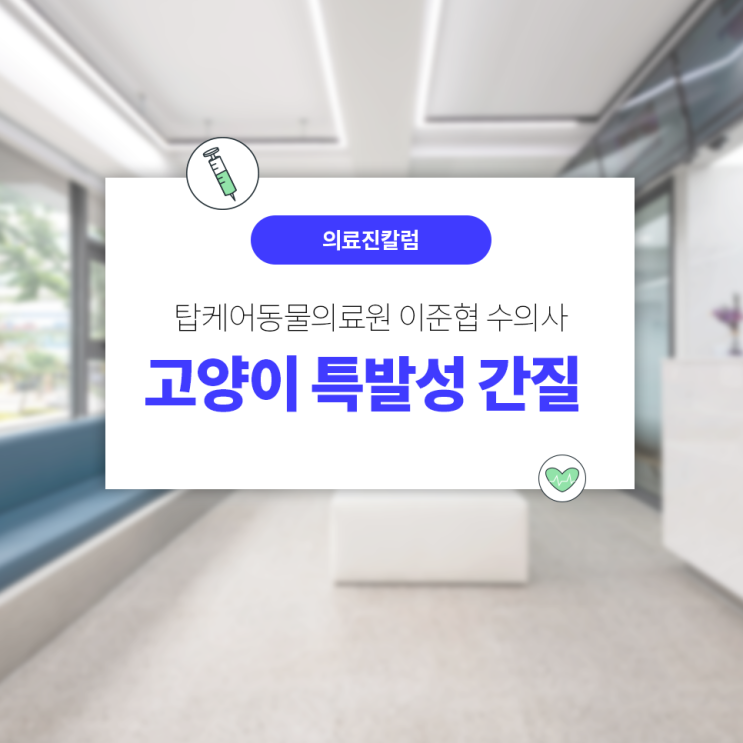  일산24시동물병원, 탑케어동물의료원! 고양이 특발성 간질, 발작, 경련 알아보기