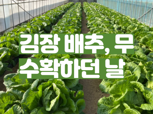 김장배추, 무, 당근 등 여러 작물 수확하던 날, 2020년 농사 마무리!